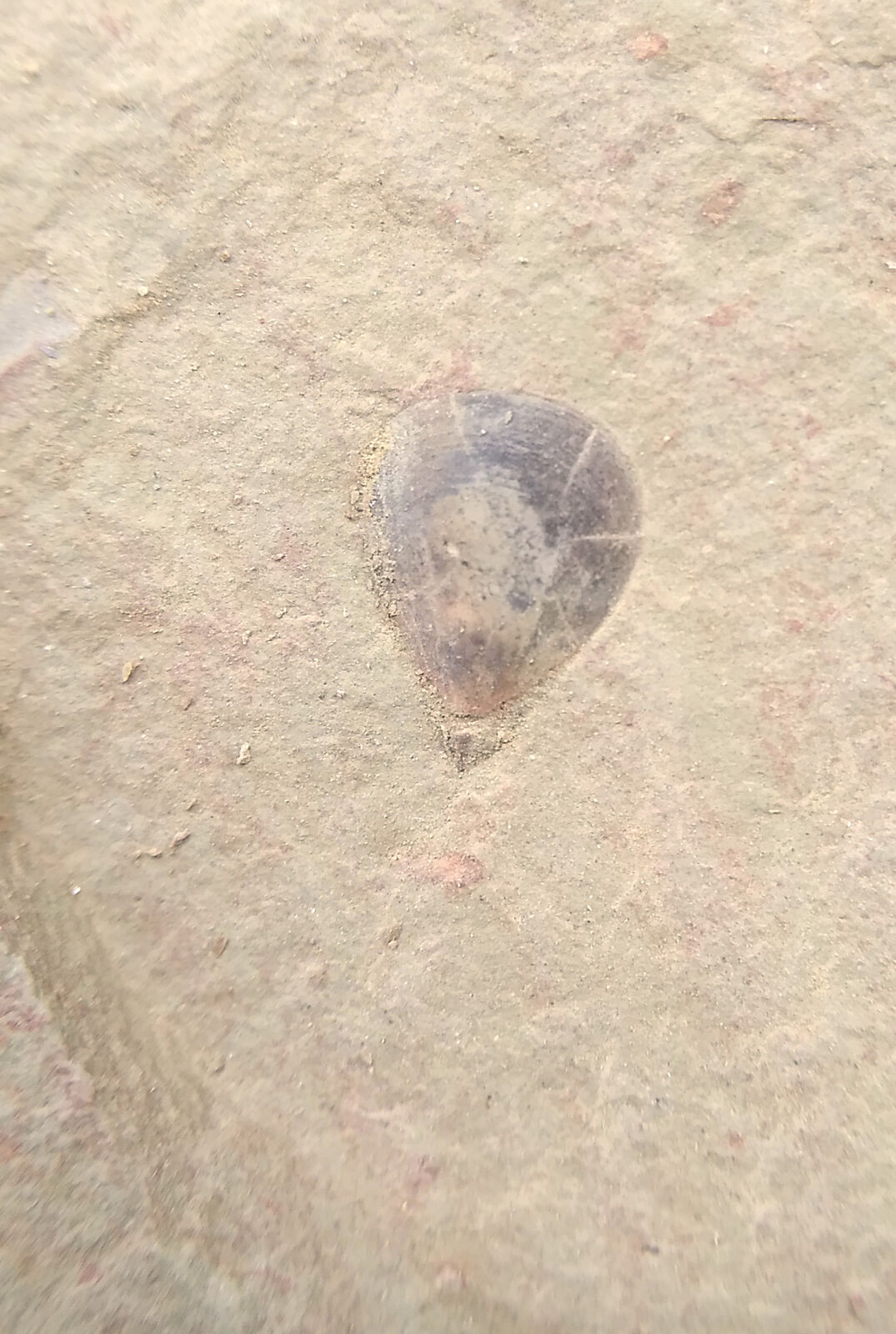 Cambrian Fossil Shell,collection,professional Teaching No.#m28