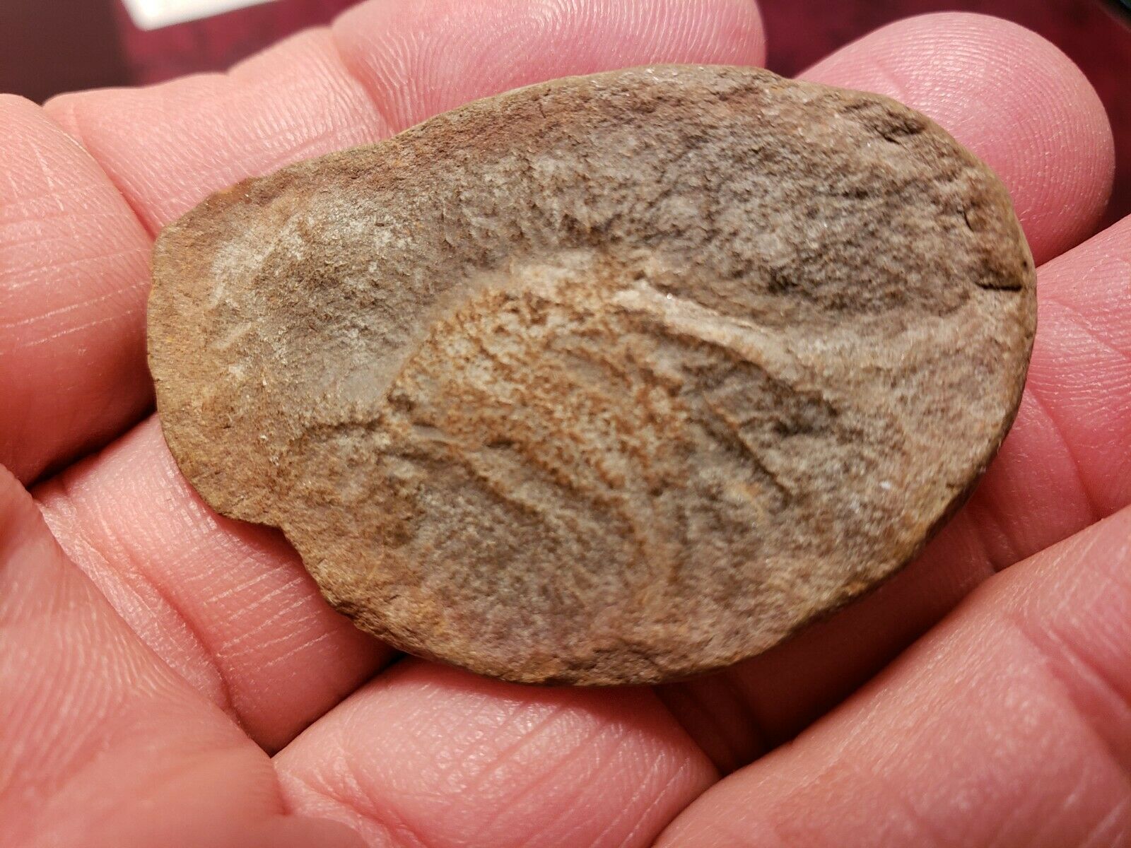 Fossil Shrimp, Carboniferous, Pit 11, Mazon Creek, Braidwood, Illinois 1-13/16"