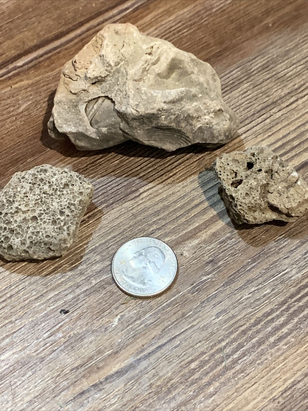 Fossils Total Of 3. Found On Indiana Farm - Spectacular Specimens!