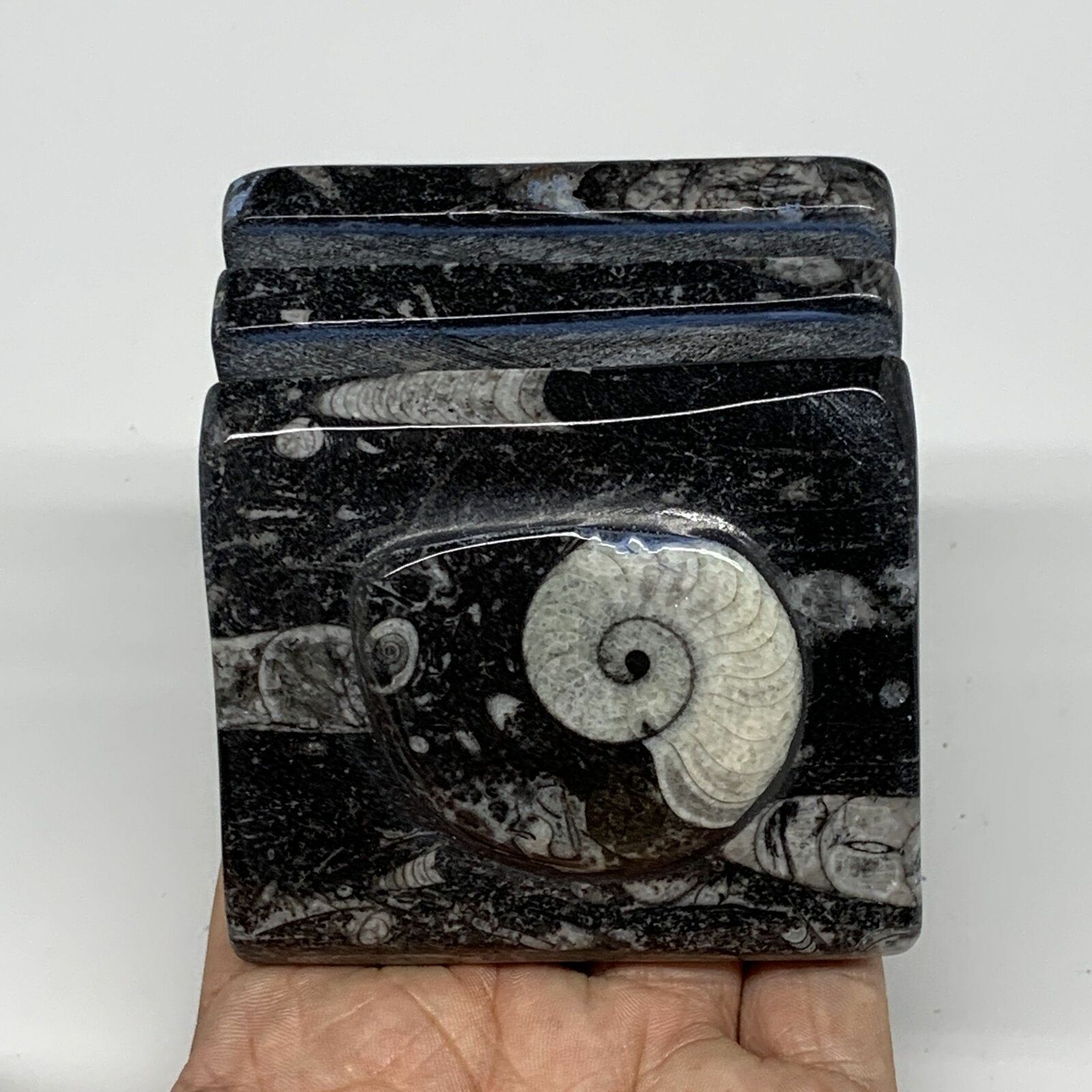 504g, 2.9" X 2.9" X 1.9" Black Fossils Orthoceras Ammonite Business Card Holder,