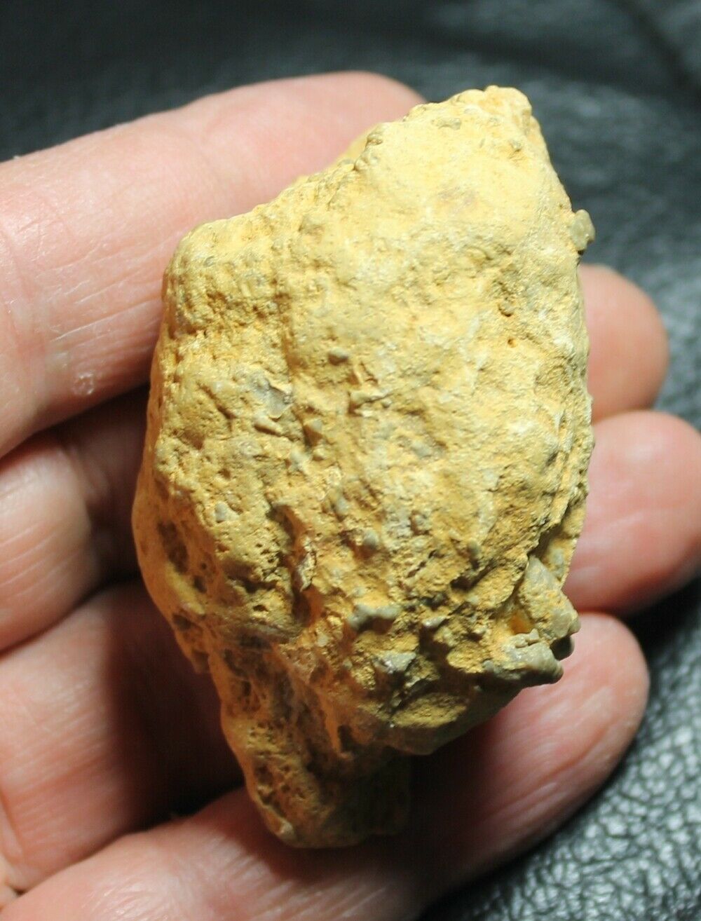 Astropegma Stellata -  Cretaceous, Cenomanian Fossil Sponge